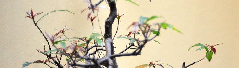 WordPress twentyeleven - hanoi