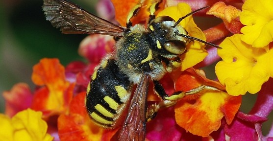 Biene auf Blume von Alvesgaspar unter den Bedingungen der CC 3.0 (BY-SA)